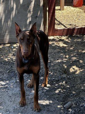 Elm Veterinary Hospital