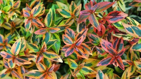 Beaver's Tree And Landscape