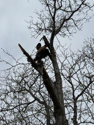 KKJ Landscaping And Tree Services