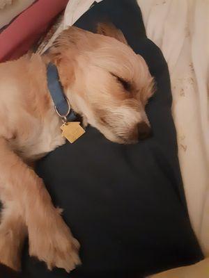 Kingman Animal Hospital