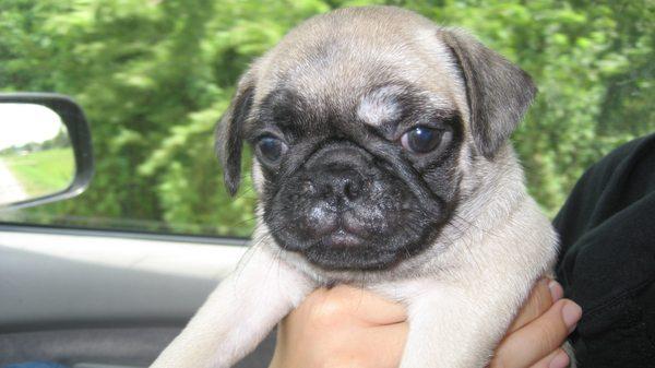 The day that I brought you home almost 10 years ago. I'll never forget you, sweet girl.