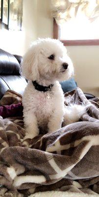 Pawsatively Priceless