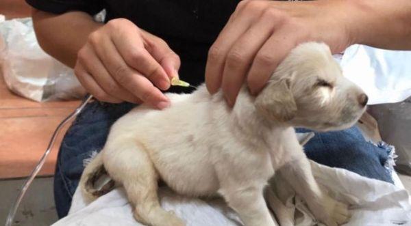 Shoppes of Estero Animal Hospital