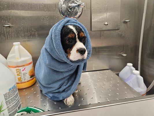 Tony's Mobile Grooming