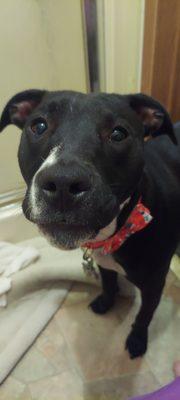 Zeeb Animal Hospital