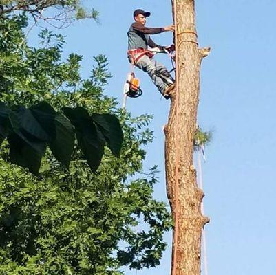 Evergreen Tree Especialists