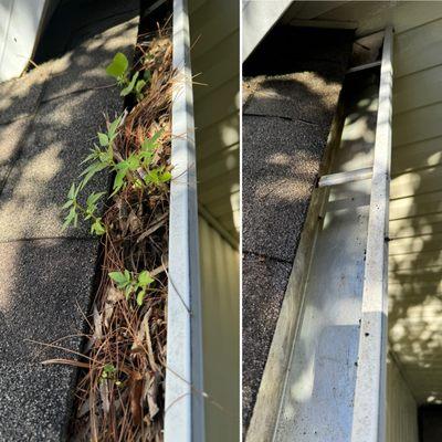Are your gutters growing plants?!