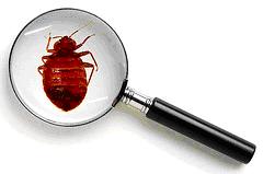 Bed Bug Inspection