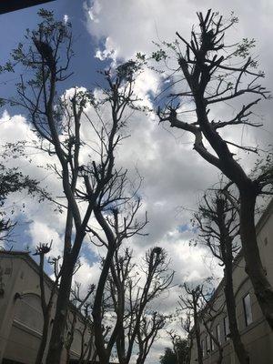 Yellowstone Tree Care