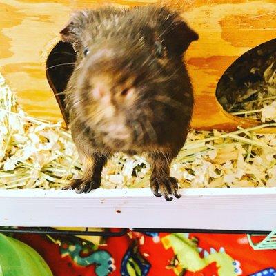 Eastside Critter Sitters