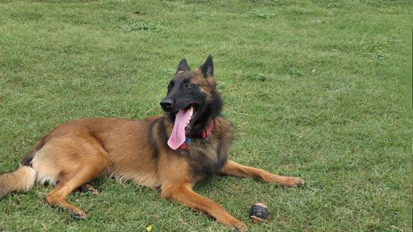 Total Dog San Antonio