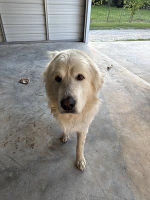 Ragdoll and Persian Kittens
