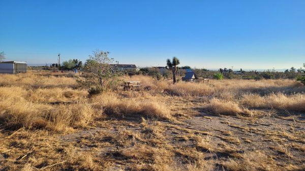 This photo is of our tree and picnic table covered in weeds. You can hardly make them out!