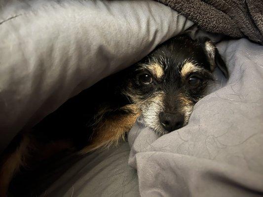 Rub My Belly Dog Care