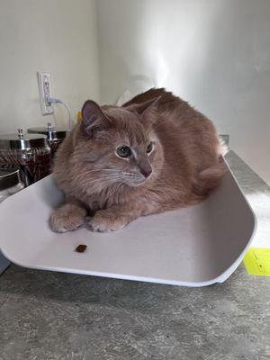 Countryside Veterinary Clinic