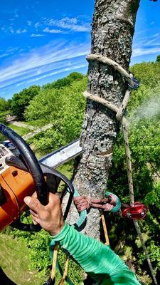 JRM Tree Service Care For Life