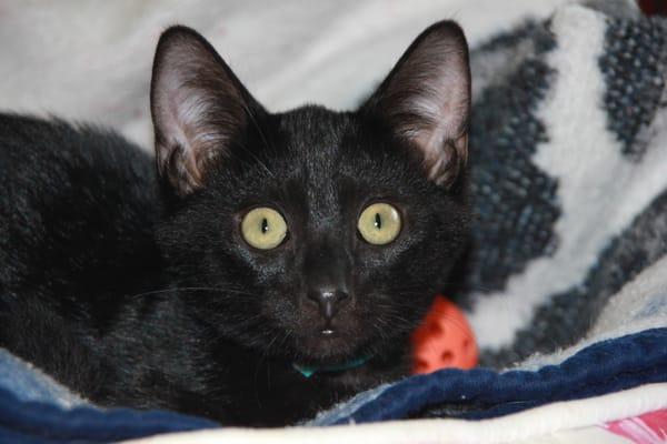 Cat Protection Society