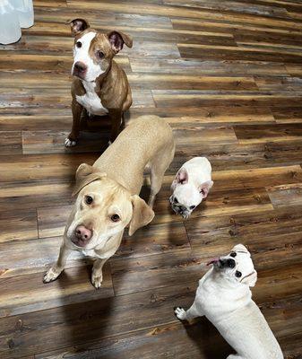 Dickin Memorial Animal Hospital