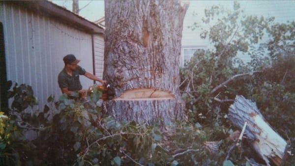 Williams Tree Service