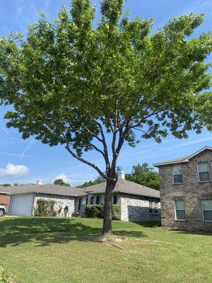 Enrique Tree Service