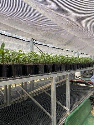 Table Rock Tea Ltd Co