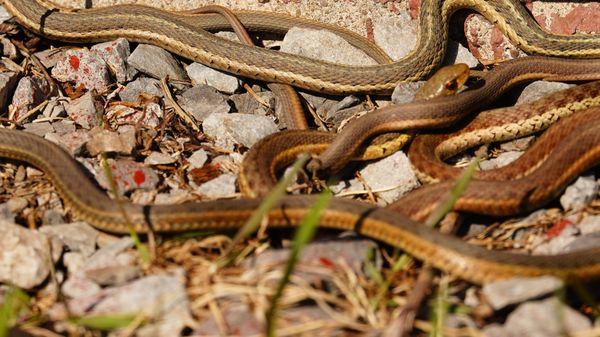 Iroquois National Wildlife Refuge