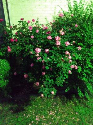 Country Meadows Nursing & Rehabilitation
