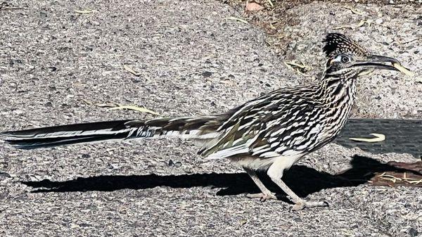 Never seen so many friendly road runners darting around!
