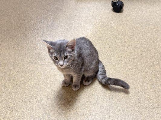 Clyde's Animal Clinic