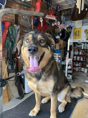 Mt Vernon Critter Care