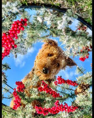 Ridgeside K9 - Nashville