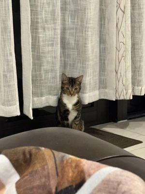 Sandy Paws Animal Hospital