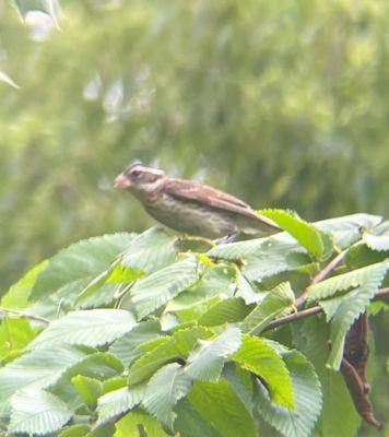 Draper-Houston Meadows Preserve