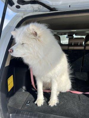 Pampered Paws Grooming