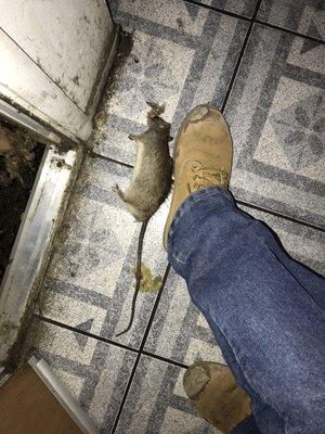 California Rodent Solutions