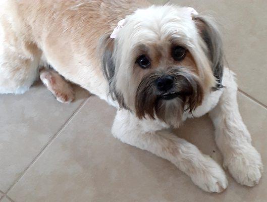 Lacy
Maltese/Yorkie/Shih Tzu