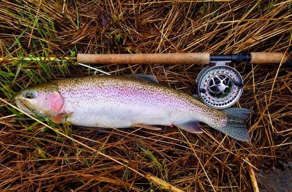 Koselig Fishing Charters