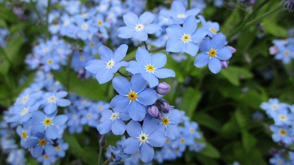 Borrowed and Blue Ceremonies