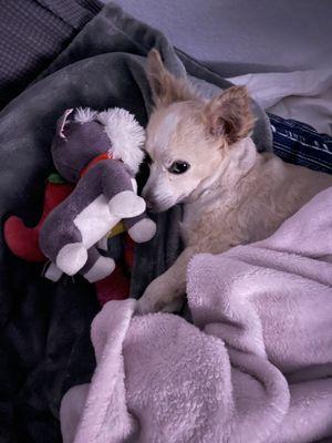 Caring Hands Animal Hospital