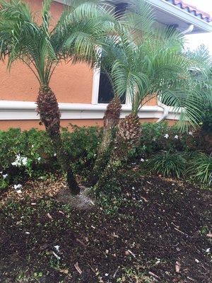 Properly trimmed palms