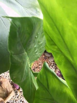 Elephant ear (colocasia) growing wonderfully! Purchased last year, fall season. Repotted once.