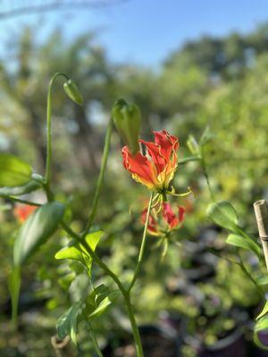 Nature's Own Nursery