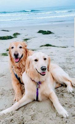Tucker & Bella I been bringing my two Golden's here they love it
