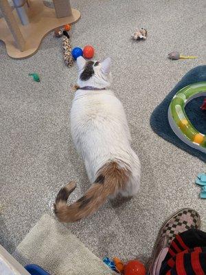 SICSA Animal Adoption Center