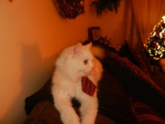 Four Paws Pet Resort