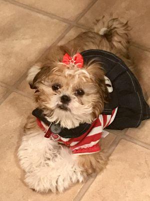 Another Doggone Salon