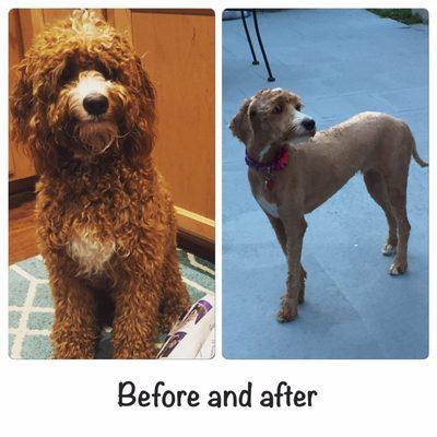 A Dog Eared Corner Pet Grooming