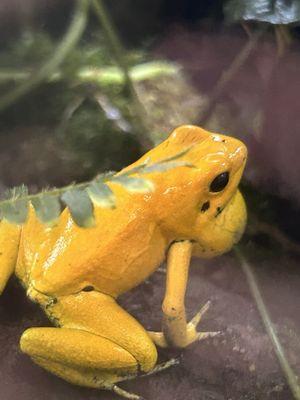 Protectors of Animals