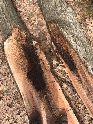 Advance Tree Service