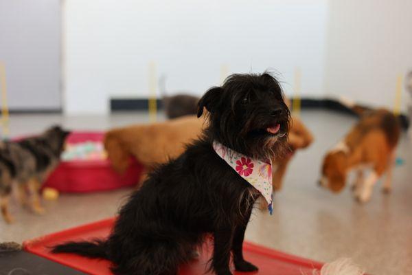 A party with friends at Doggie daycare!